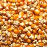 Кукуруза (зерно кукурузы)
