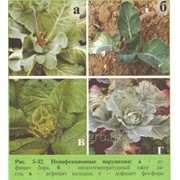 Корневая подкормка капусты Raykat Start фото