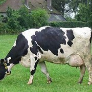 Коровы мясомолочные животные продам фото