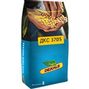 Семена кукурузы ДКС 3705 ФАО 300 Monsanto