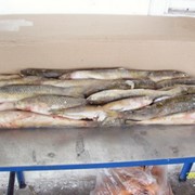 Пеленгас оптовая продажа .Рыба морская . Свежемороженая рыба оптом . фото