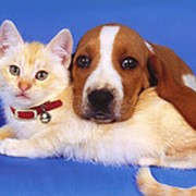 Эликсир феникс - безопасен и безвреден для кошек, собак и птиц фотография