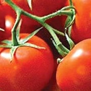 Семена томатов Загадка элита фото