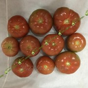 Томаты (помидоры) с тепличного комбината "Майский"