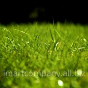 Семена газонных трав МАККЕНЗИ фото