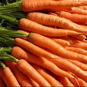 Морковь свежая купить в Луцке, оптом фото