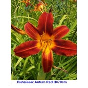 Лилейник “Аутум Ред “ - Hemerocallis “Autumn Red“ фото