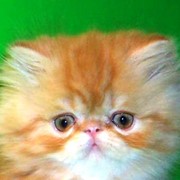 Продажа персидских котят фото