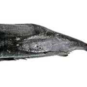 Рыба Треска черная, потрошеная, без головы фото