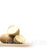 Картофель семенной сорт Примадонна Элита фотография