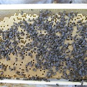Пчелосемьи пчеломатки пчелопакеты Санкт-Петербург фото