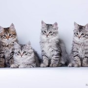 Сибирские котята серебристого окраса фото