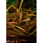 Гигрофила красная (Hygrophila species 'Red') 15 см фото