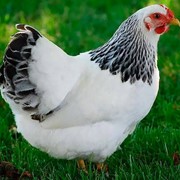 Курі дорослі мясо-яєчні “Адлер сріблястий“ Миронівська птахофабрика кури фото