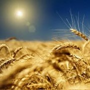 Пшеница яровая фото