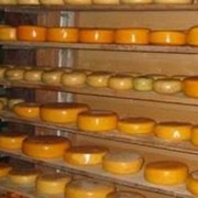 Сыр от производителя, Харьков, Харьковская обл. фото