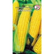 Кукуруза овощная сахарная Брусница, семена фото