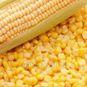 Зерно кукурузы, кукурузный силос фотография