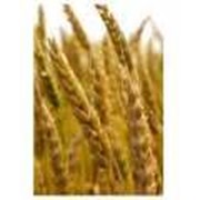 Озимые семена пшеницы, ячменя