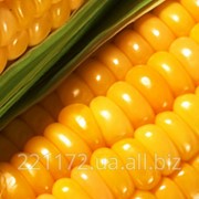 Кукуруза посевная от производителя фото