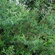 Ива цельнолистная японская Хакуро-Нишики Salix integra шар на штамбе 120см высота 150-160см фото
