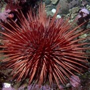 Морской еж Echinoidea фотография