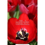 Луковицы тюльпанов фотография