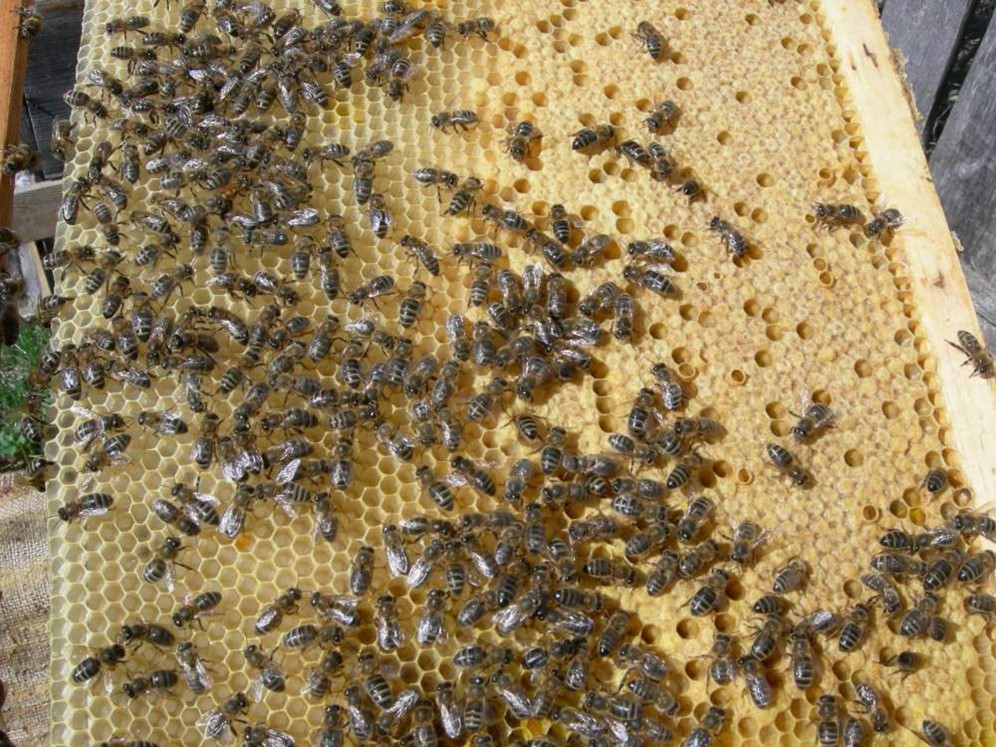 Купить пчелопакеты в воронежской области. Пчелоразведенческий комплекс Майкопский.