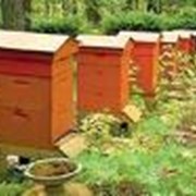Ульи - производство, продажа фото