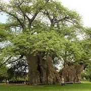 Масло баобаба, нерафинированное опт фото