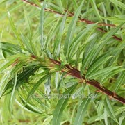 Ива Salix Eleagnos Angustifolia Rosmarinifolia 40-60