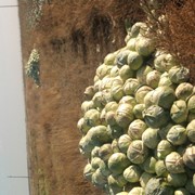 Капуста белокачанная, Голландская (в свежем виде и для хранения)