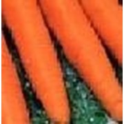 Семена моркови Флаккеро фото