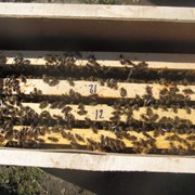 Бджолопакети фото