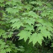 Клен японский дланевидный или веерный Acer Pal. Atropurpureum 30-50 фотография