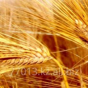 Пшеница в Казахстане