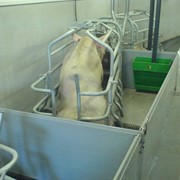 Станочное оборудование для свиноводческих ферм