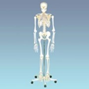 Манекен: Скелет человека. (170см)
