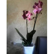 Орхидея две ветки