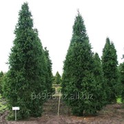 Ель обыкновенная Picea abies, h см 40-60 фотография