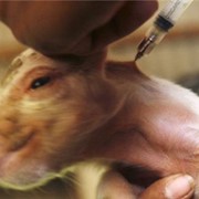Вакцины для профилактики болезней свиней фотография