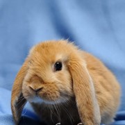 Кролик породы Карликовый баран фотография
