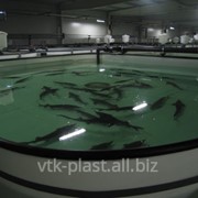 Бассейны для выращивания рыб фото