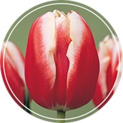 Тюльпаны Кунг Фу фото