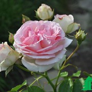 Роза Иден Роуз. фото