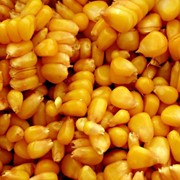 Кукуруза продовольственная фотография