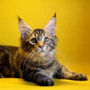 Котята мейн-кун фотография