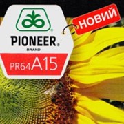Семена гибрида подсолнечника pioneer пр64а15 фото