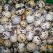 Яйца перепелиные, доставка по Днепропетровской области бесплатно. фото