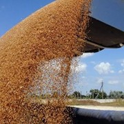 Пшеница мягкая на Экспорт фотография